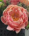 Paeonia lactiflora Pink Hawaian